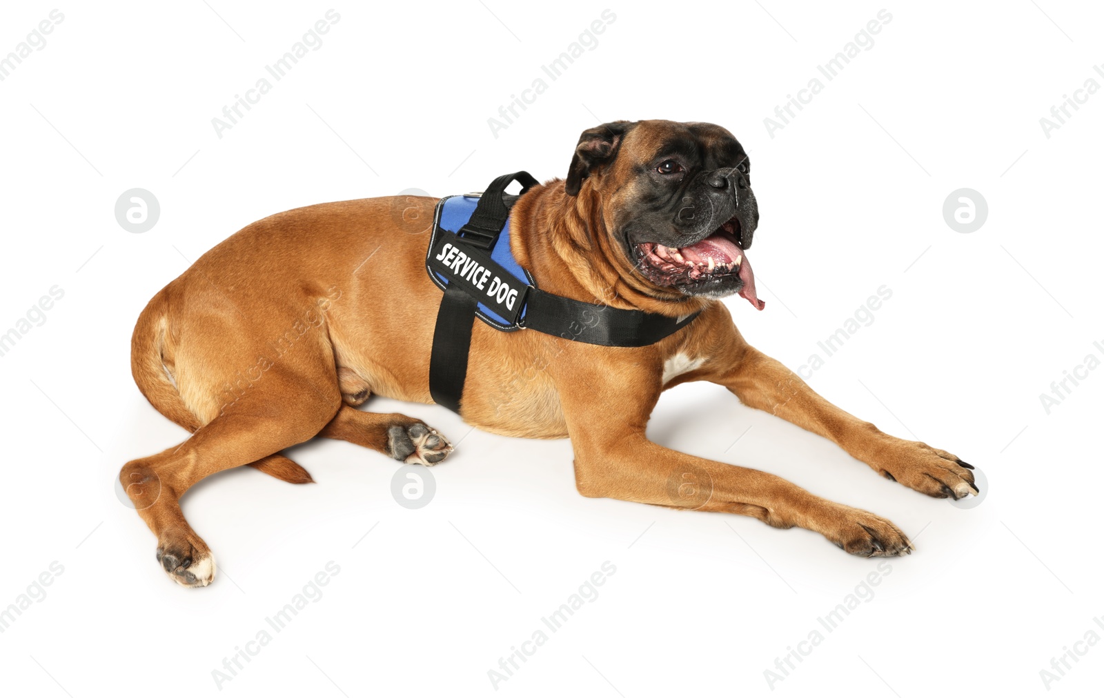 Photo of Cute service dog in vest on white background