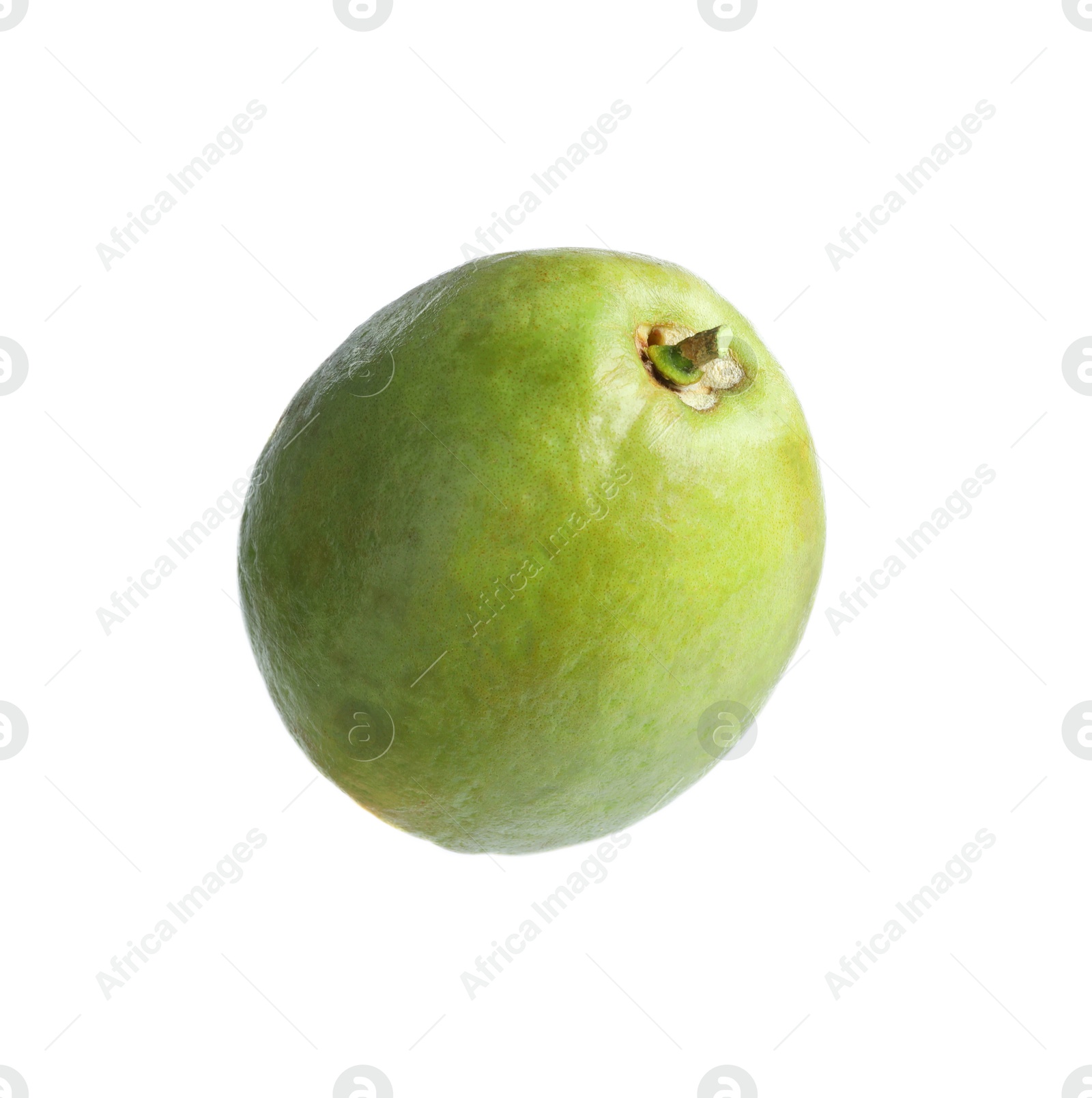 Photo of One fresh guava fruit isolated on white