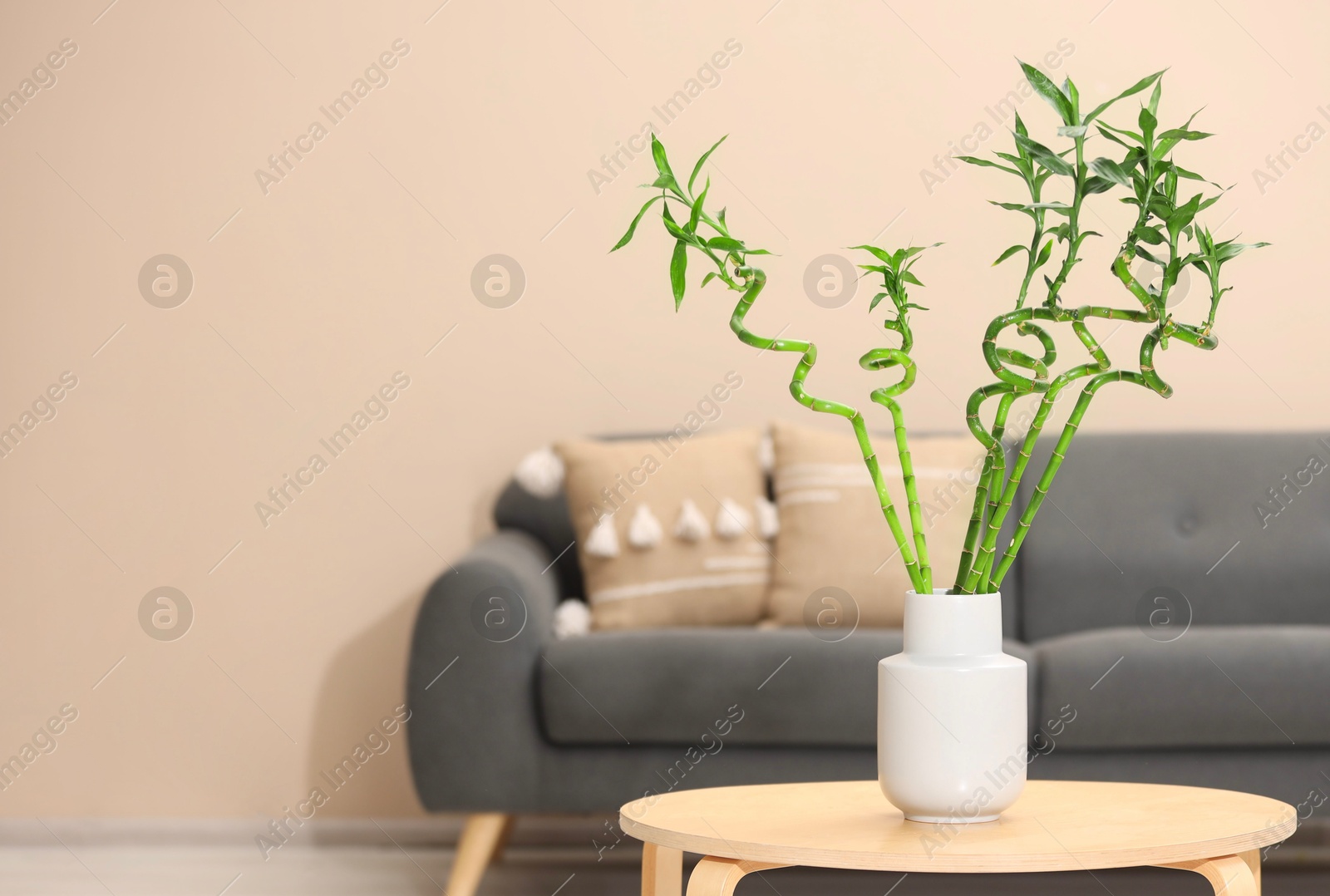 Photo of Decorative bamboo plant in vase on table indoors. Space for text