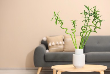 Photo of Decorative bamboo plant in vase on table indoors. Space for text