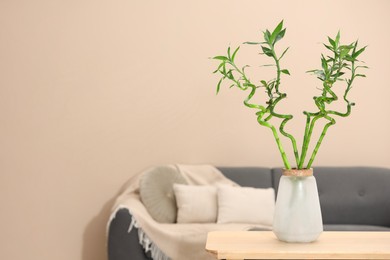 Photo of Decorative bamboo plant in vase on table indoors. Space for text