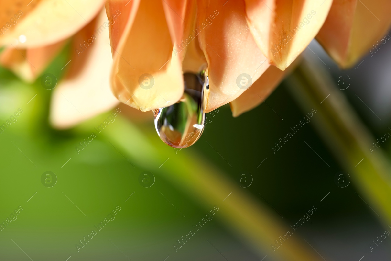 Photo of Beautiful orange flower with water drop on blurred green background, macro view