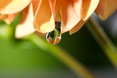 Photo of Beautiful orange flower with water drop on blurred green background, macro view