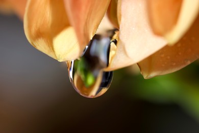 Photo of Beautiful orange flower with water drop on blurred background, macro view