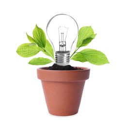 Image of Light bulb and plant with leaves growing in flowerpot on white background. Eco-friendly environment, green energy or business development