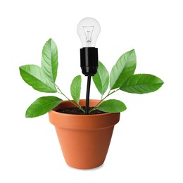 Image of Light bulb and plant with leaves growing in flowerpot on white background. Eco-friendly environment, green energy or business development