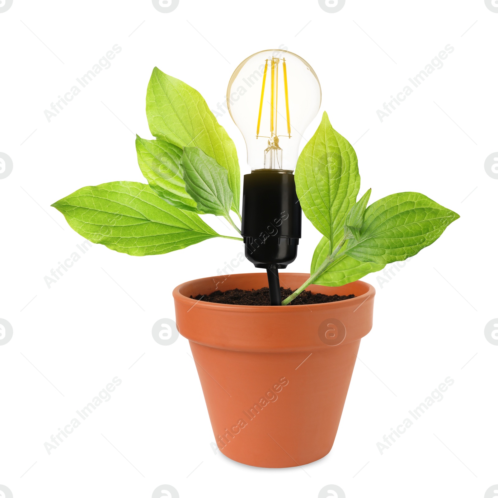 Image of Light bulb and plant with leaves growing in flowerpot on white background. Eco-friendly environment, green energy or business development