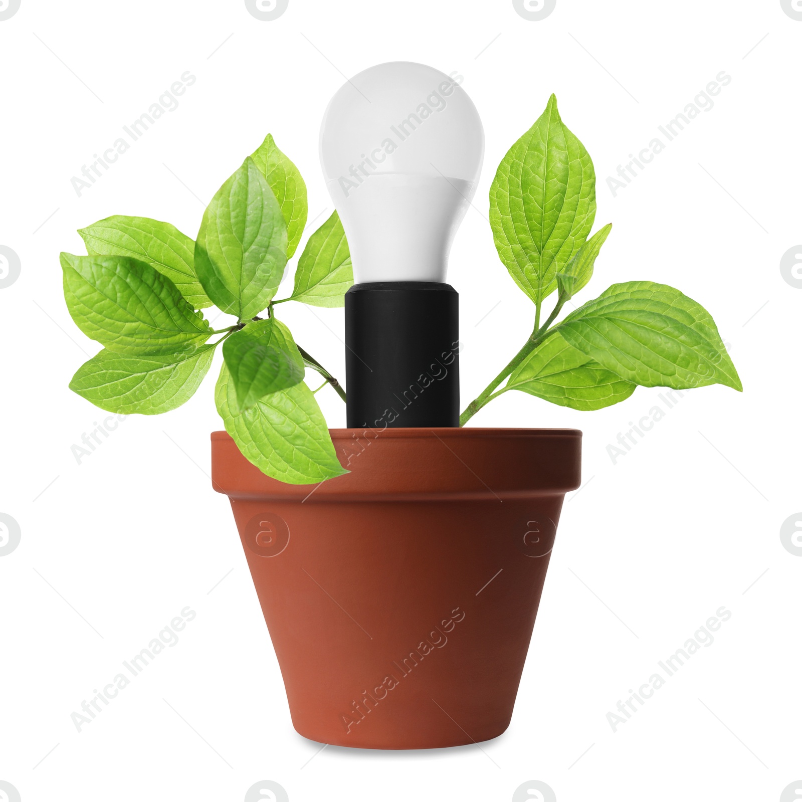 Image of Light bulb and plant with leaves growing in flowerpot on white background. Eco-friendly environment, green energy or business development