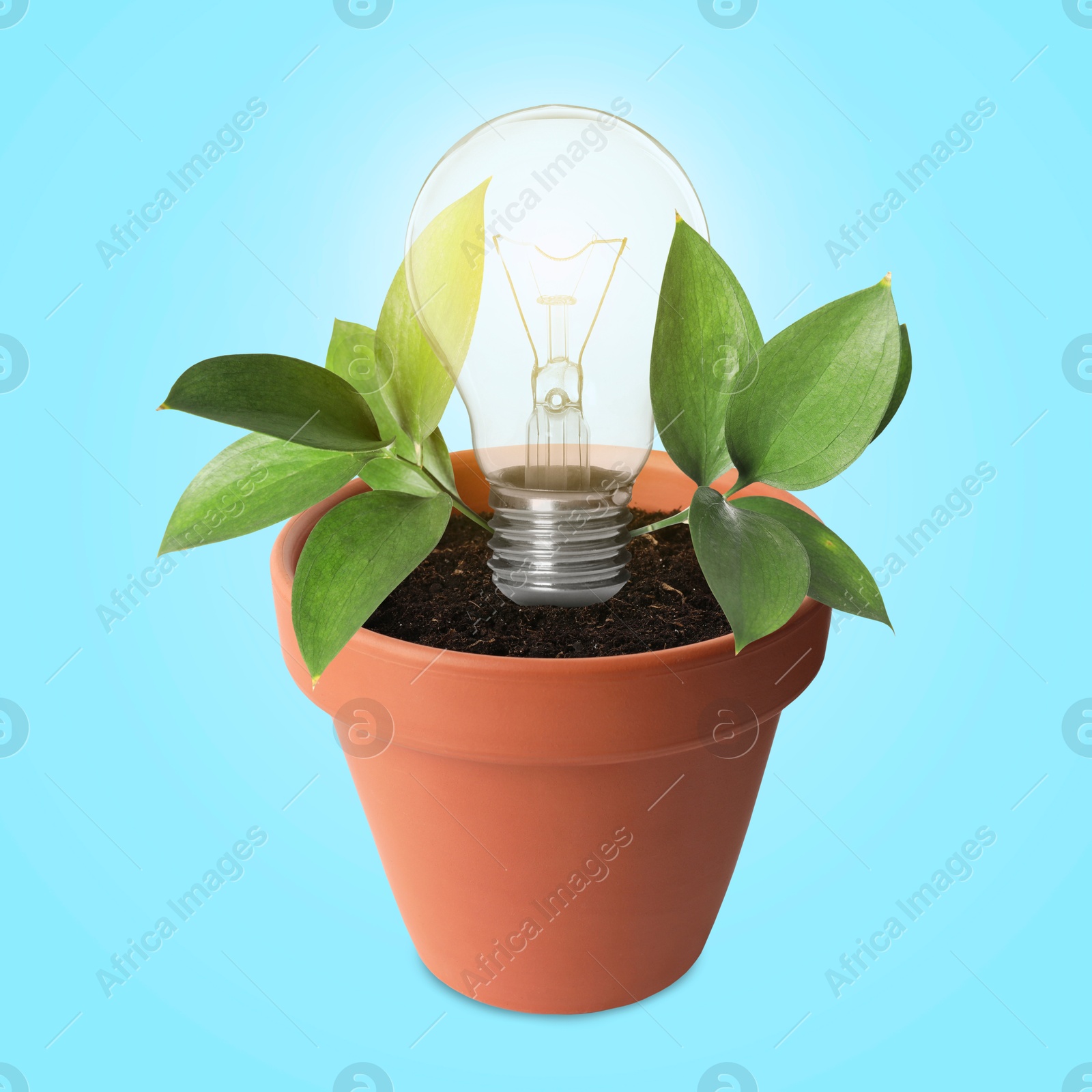 Image of Glowing light bulb and plant with leaves growing in flowerpot on light blue background. Eco-friendly environment, green energy or business development