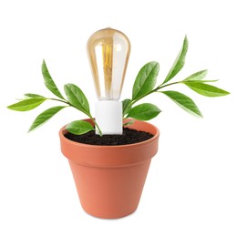 Image of Light bulb and plant with leaves growing in flowerpot on white background. Eco-friendly environment, green energy or business development