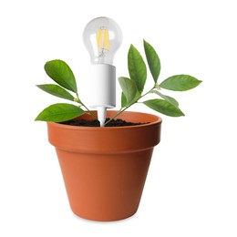 Image of Light bulb and plant with leaves growing in flowerpot on white background. Eco-friendly environment, green energy or business development