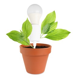 Image of Light bulb and plant with leaves growing in flowerpot on white background. Eco-friendly environment, green energy or business development