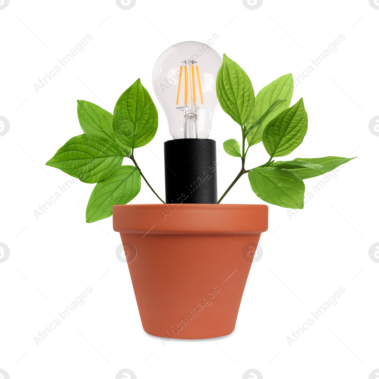 Image of Light bulb and plant with leaves growing in flowerpot on white background. Eco-friendly environment, green energy or business development