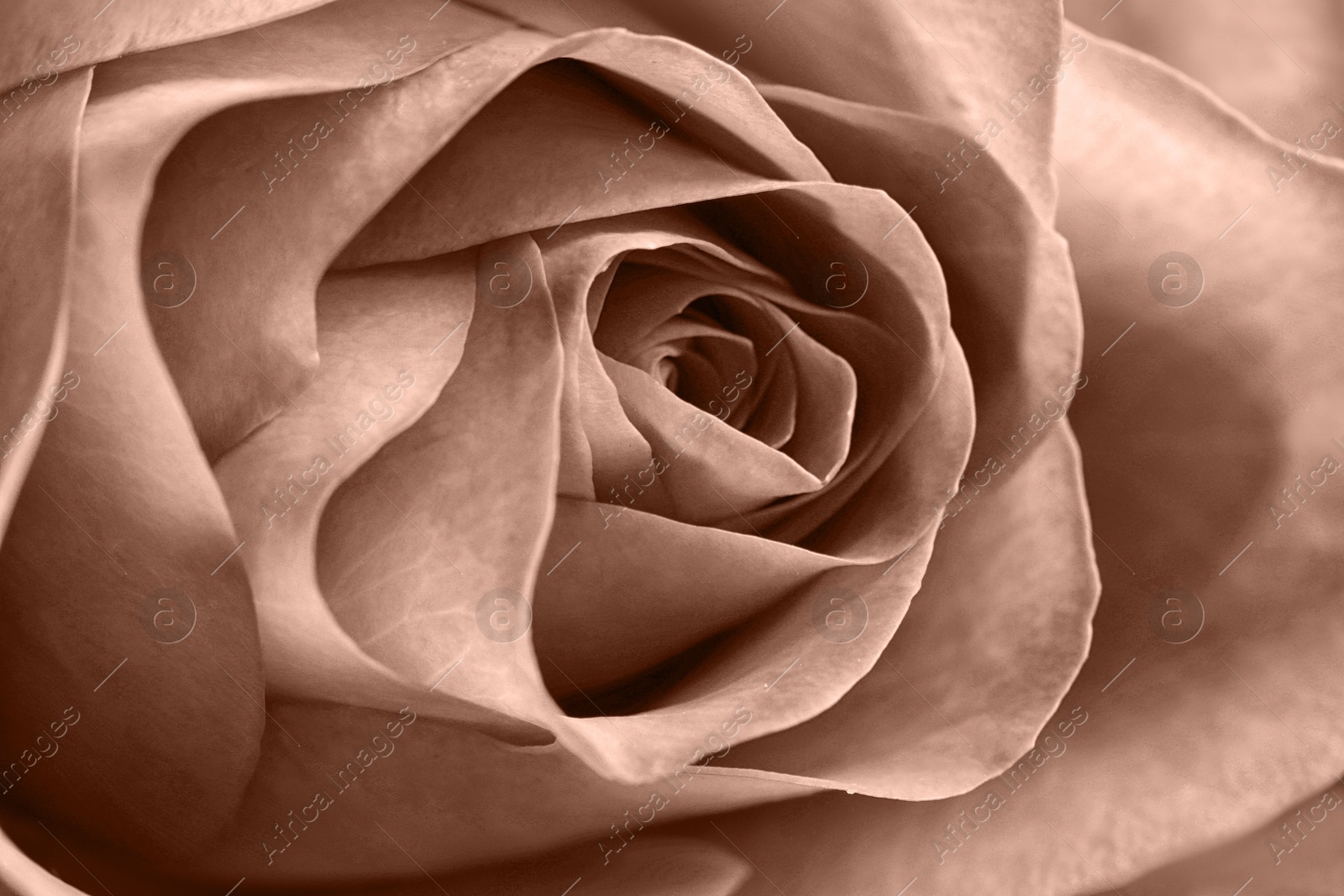 Image of Beautiful rose, toned in mocha mousse shade. Color of 2025 year