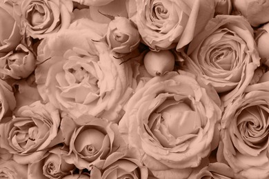 Image of Beautiful roses, toned in mocha mousse shade. Color of 2025 year