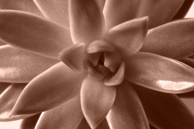 Image of Succulent plant, toned in mocha mousse shade. Color of 2025 year