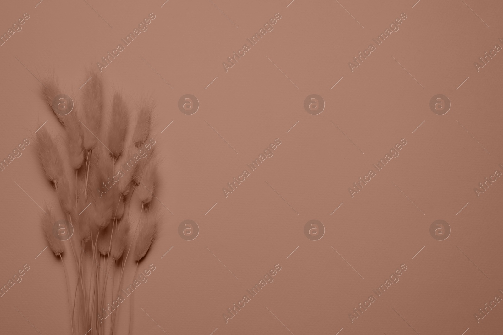 Image of Dried flowers and space for text on mocha mousse background, top view. Color of 2025 year