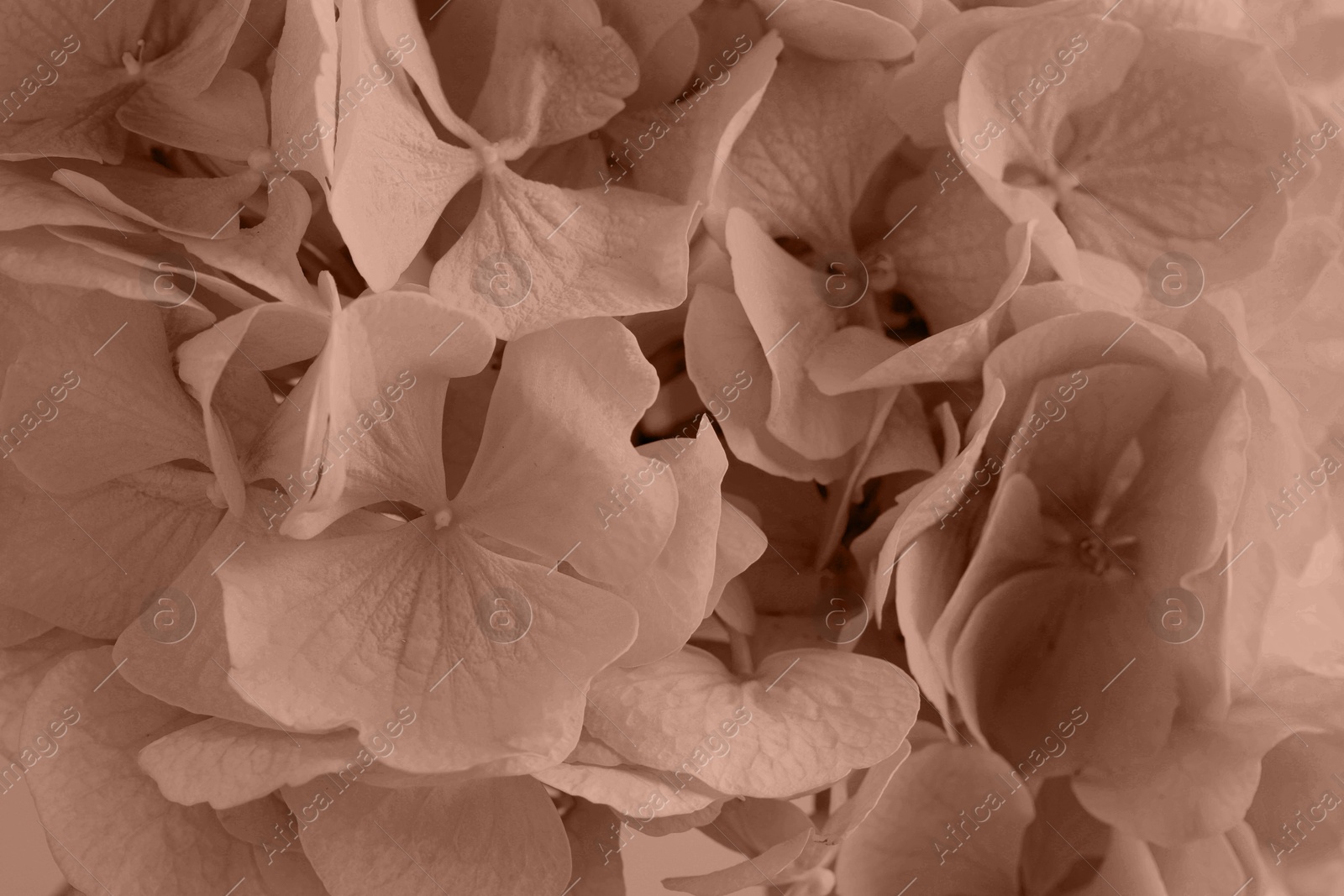 Image of Beautiful hortensia, toned in mocha mousse shade. Color of 2025 year