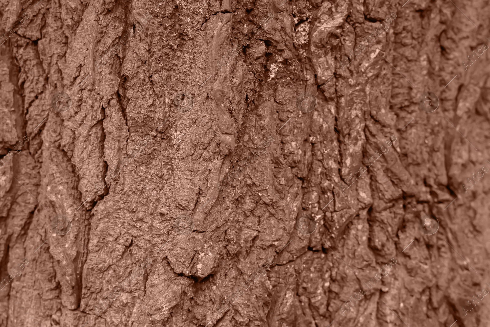 Image of Bark on tree trunk, toned in mocha mousse shade. Color of 2025 year