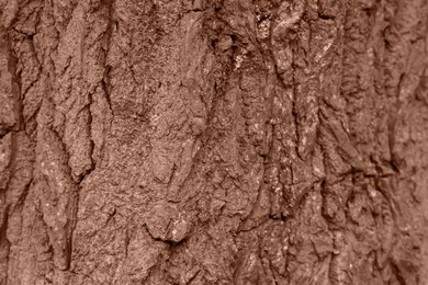 Image of Bark on tree trunk, toned in mocha mousse shade. Color of 2025 year