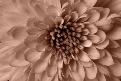 Image of Beautiful chrysanthemum, toned in mocha mousse shade. Color of 2025 year