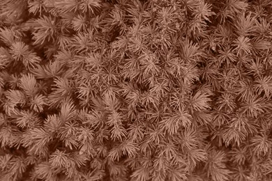 Image of Beautiful moss, toned in mocha mousse shade. Color of 2025 year