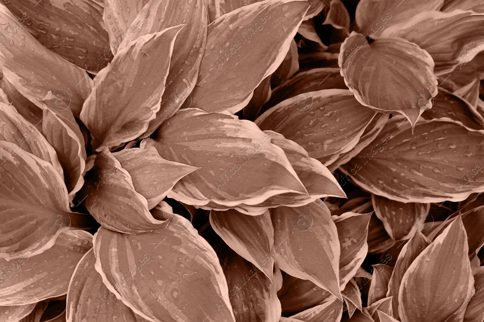 Image of Beautiful plant with leaves, toned in mocha mousse shade. Color of 2025 year