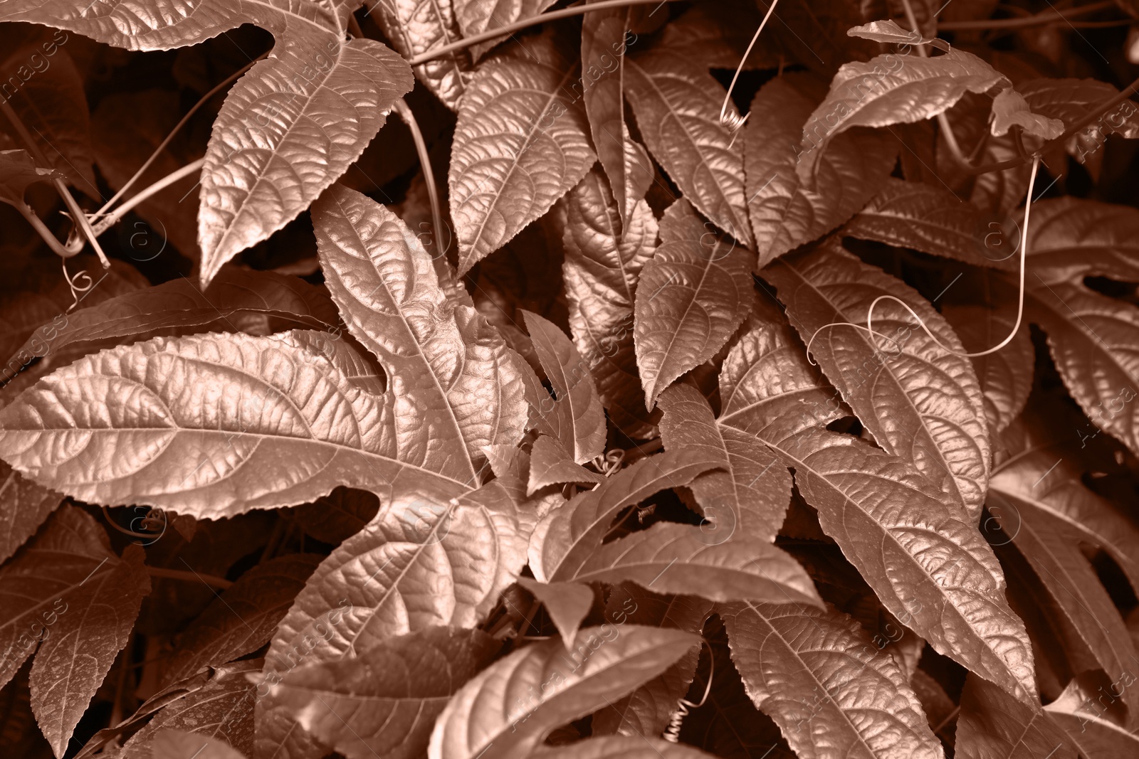 Image of Beautiful plant with leaves, toned in mocha mousse shade. Color of 2025 year