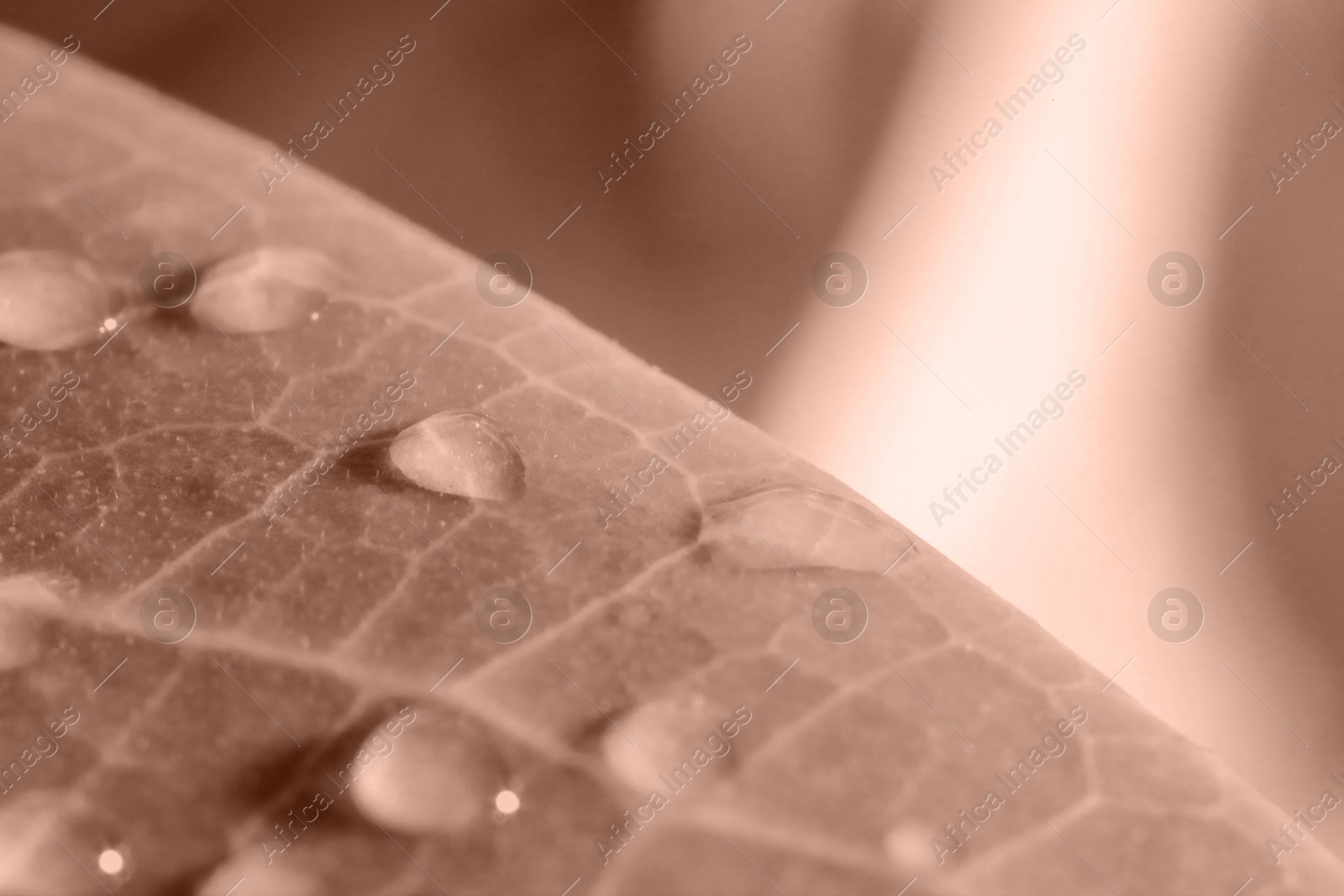 Image of Beautiful leaf with water drops, toned in mocha mousse shade. Color of 2025 year