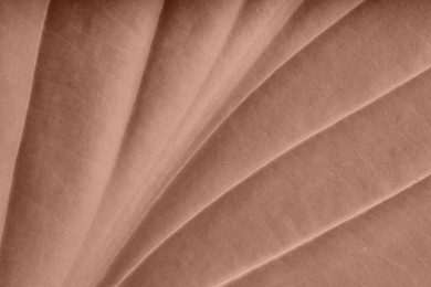 Image of Mocha mousse textured background, closeup. Color of 2025 year