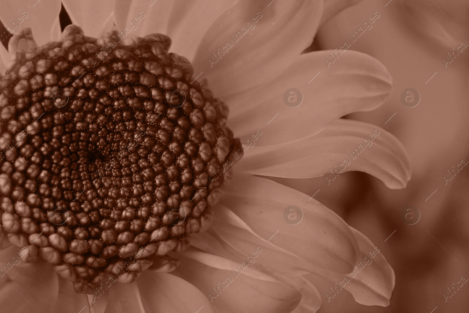 Image of Beautiful chrysanthemum, toned in mocha mousse shade. Color of 2025 year