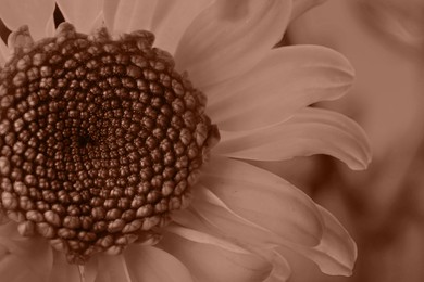 Image of Beautiful chrysanthemum, toned in mocha mousse shade. Color of 2025 year