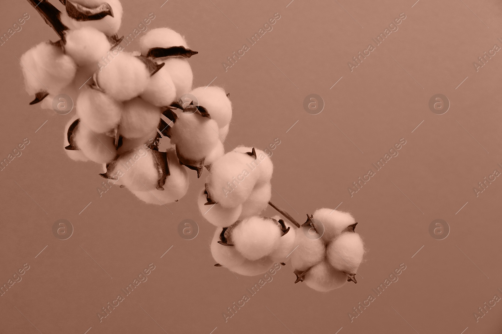 Image of Beautiful cotton branch with fluffy flowers, toned in mocha mousse shade. Color of 2025 year