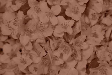 Image of Beautiful jasmine flowers, toned in mocha mousse shade. Color of 2025 year