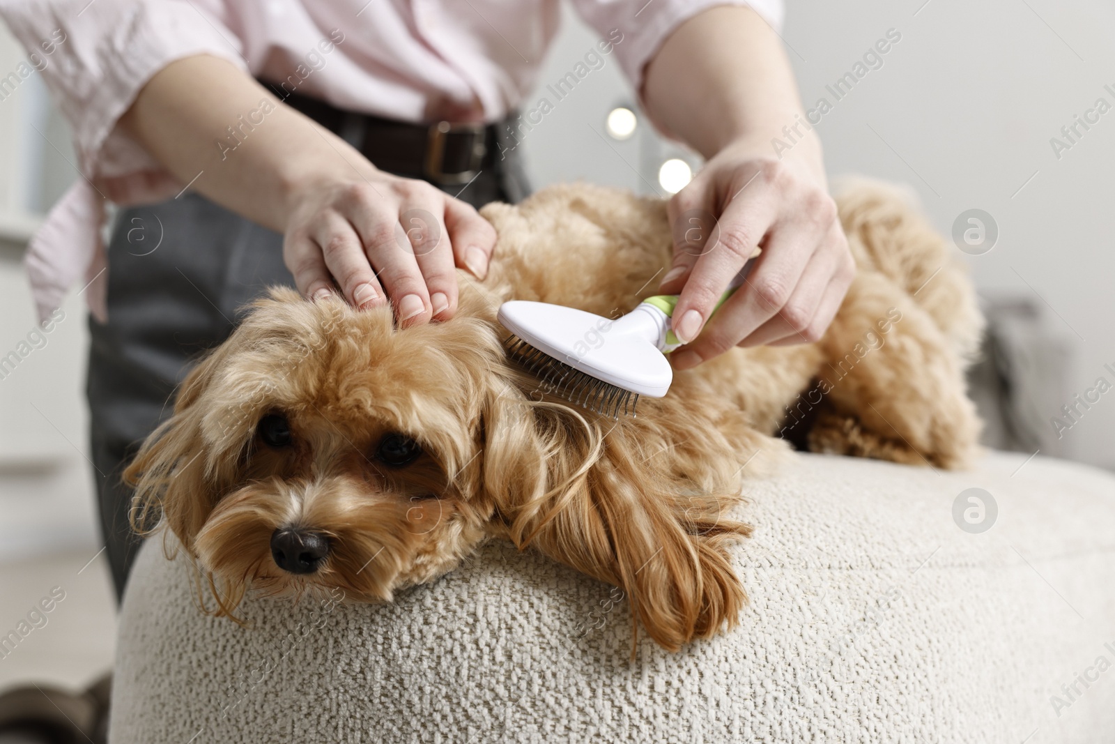 Photo of Woman brushing dog's hair at pouf indoors, closeup. Pet grooming