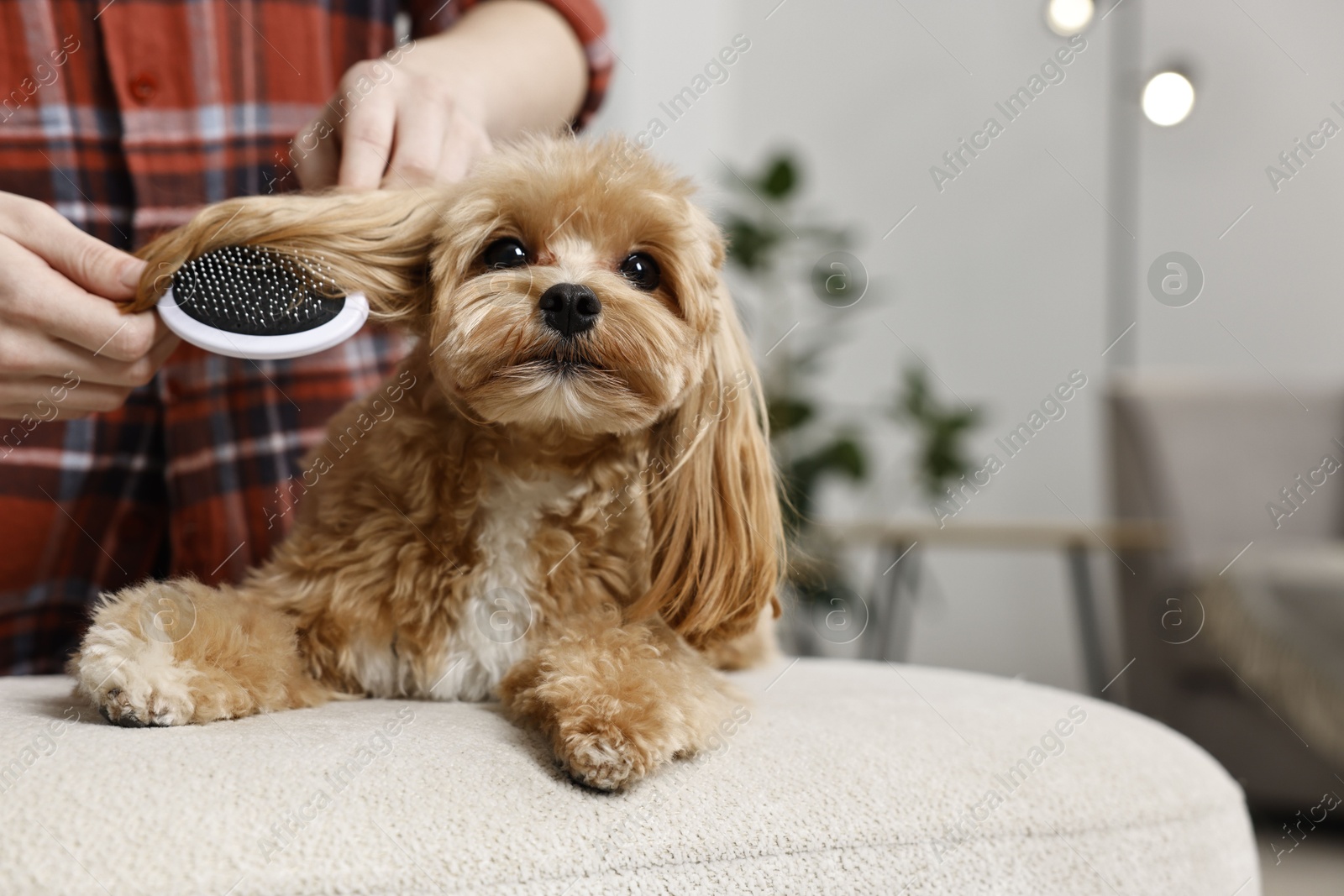 Photo of Woman brushing dog's hair at pouf indoors, closeup with space for text. Pet grooming