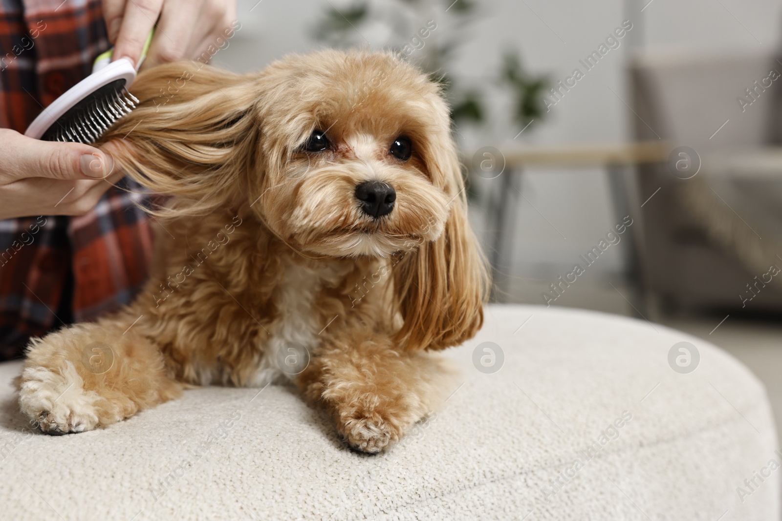 Photo of Woman brushing dog's hair at pouf indoors, closeup. Pet grooming