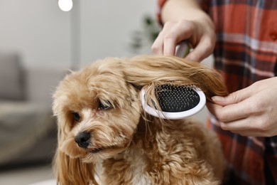 Photo of Woman brushing dog's hair indoors, closeup. Pet grooming