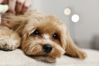 Photo of Woman brushing dog's hair on blurred background, closeup. Pet grooming