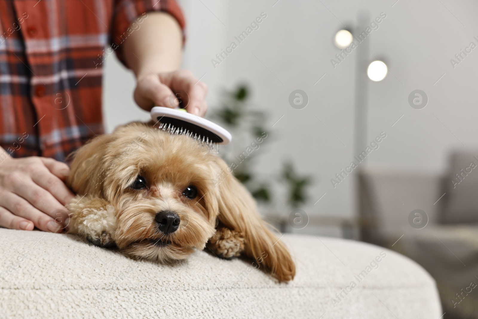 Photo of Woman brushing dog's hair at pouf indoors, closeup with space for text. Pet grooming