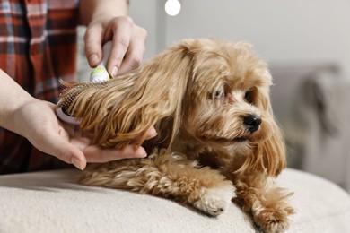 Photo of Woman brushing dog's hair at pouf indoors, closeup. Pet grooming