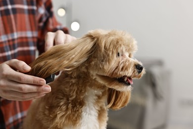 Photo of Woman brushing dog's hair indoors, closeup. Pet grooming