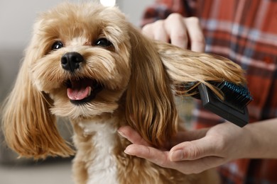 Photo of Woman brushing dog's hair indoors, closeup. Pet grooming