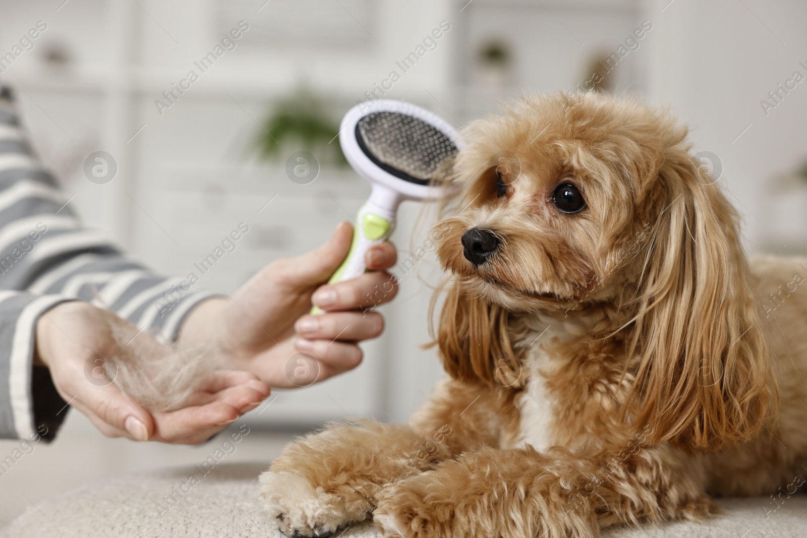 Photo of Woman with brush and pet's hair near cute dog indoors, closeup