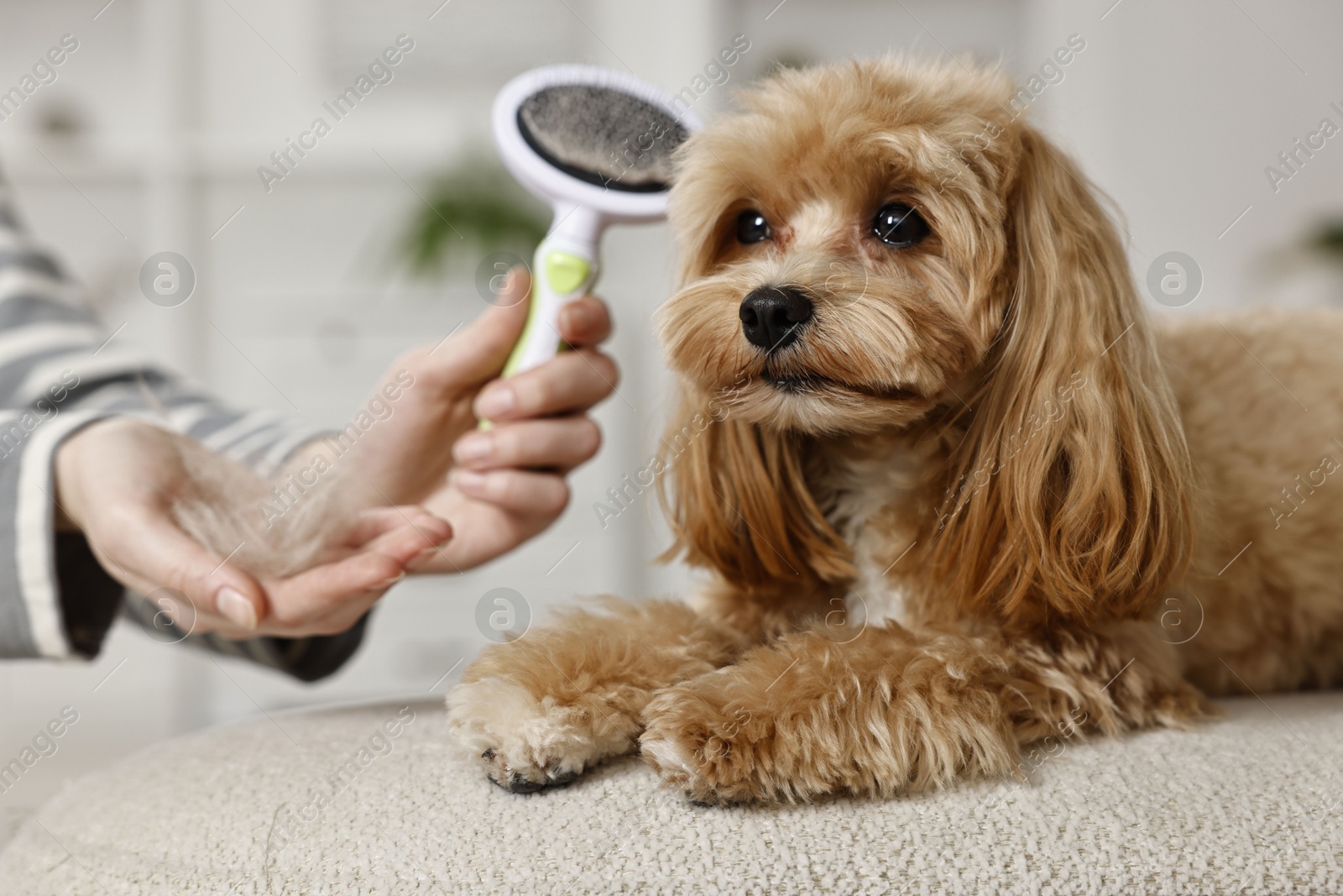 Photo of Woman with brush and pet's hair near cute dog indoors, closeup