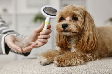 Photo of Woman with brush and pet's hair near cute dog indoors, closeup