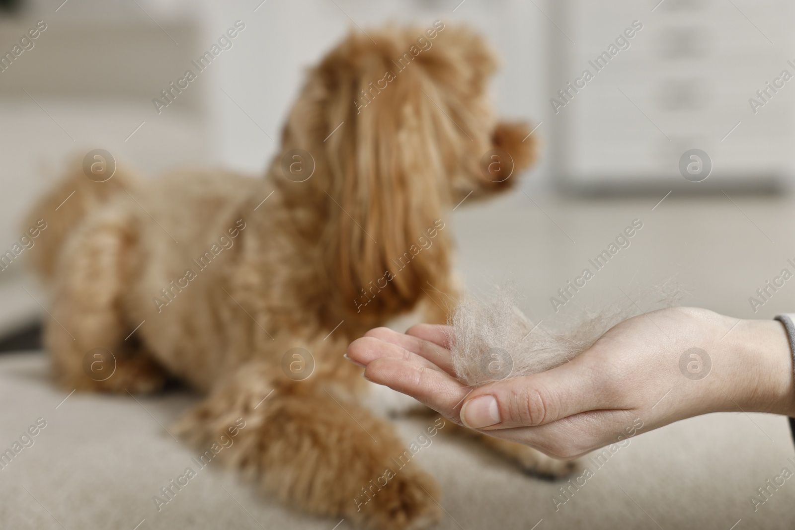 Photo of Woman with pet's hair and cute dog indoors, selective focus