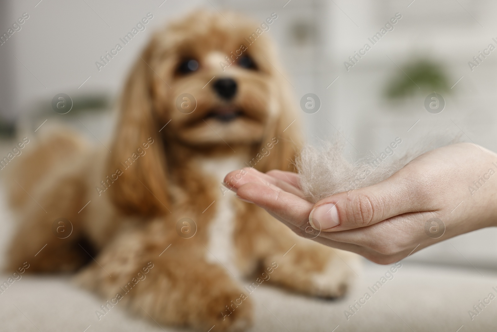 Photo of Woman with pet's hair and cute dog indoors, selective focus