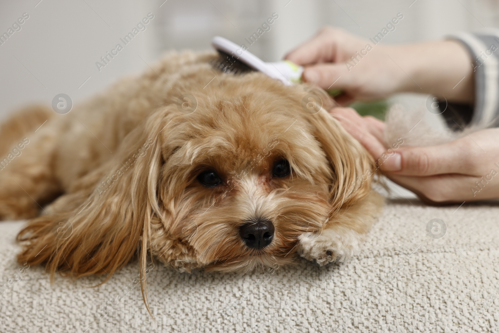 Photo of Woman brushing dog's hair at pouf indoors, closeup. Pet grooming