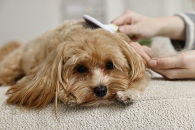 Photo of Woman brushing dog's hair at pouf indoors, closeup. Pet grooming